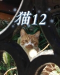猫12